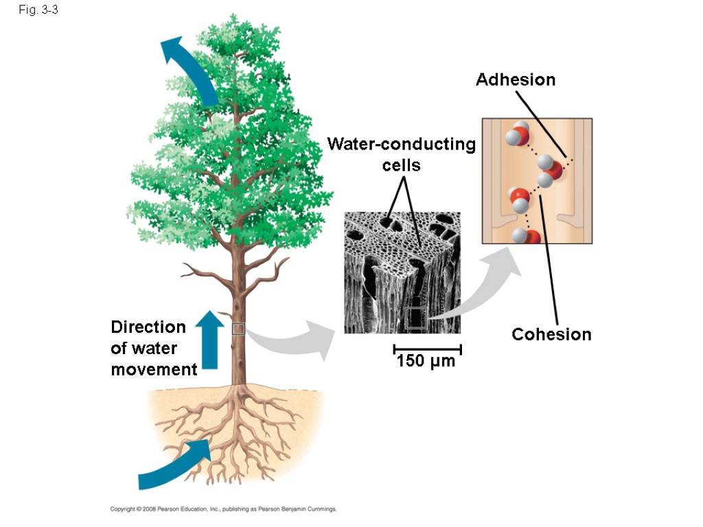 Fig. 3-3 Water-conducting cells Adhesion Cohesion 150 µm Direction of water movement